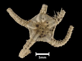 Media type: image;   Invertebrate Zoology OPH-1972 Description: Top of brittle star with a view of the disc.;  Aspect: dorsal